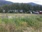 jašterica bystrá (13.6.2013)